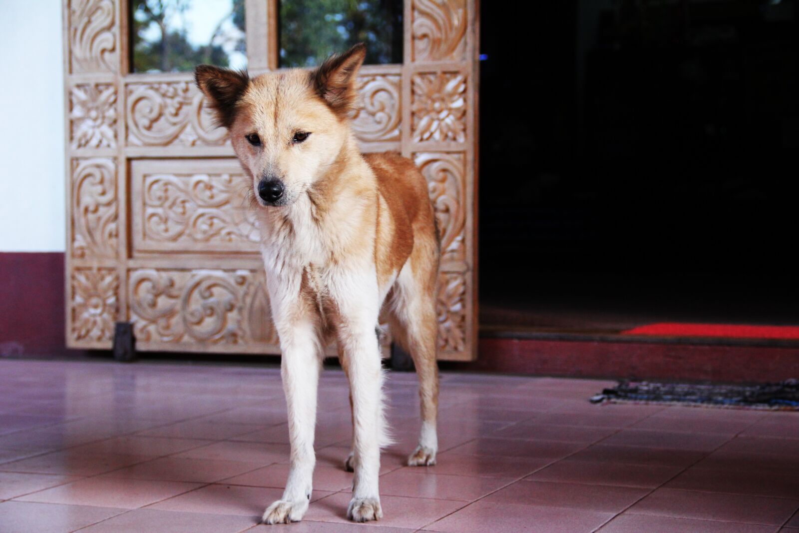 Canon EF-S 18-135mm F3.5-5.6 IS sample photo. Dog, thin, curiosity photography