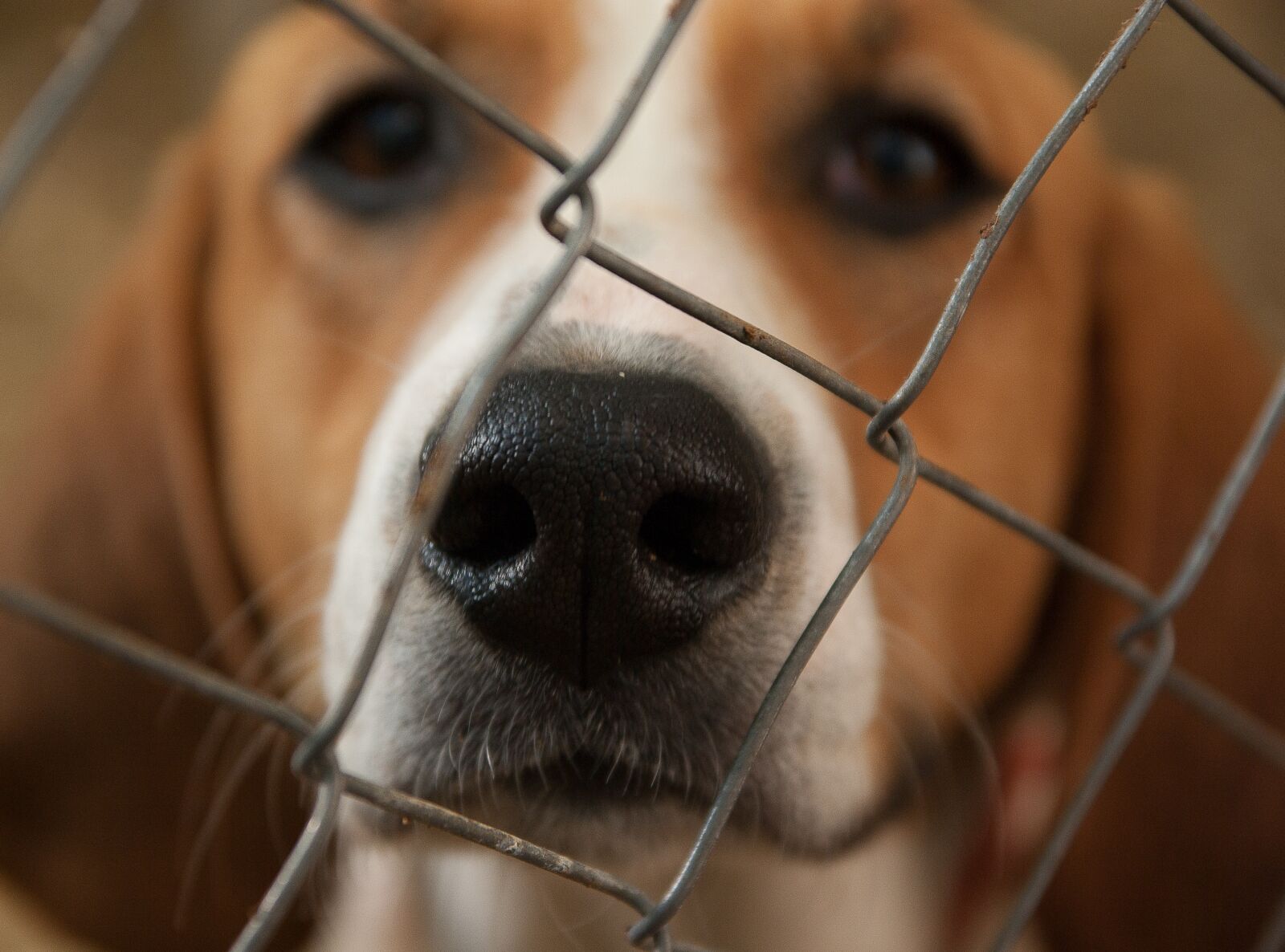 Pentax K10D sample photo. Dog, beagle, hunting dog photography