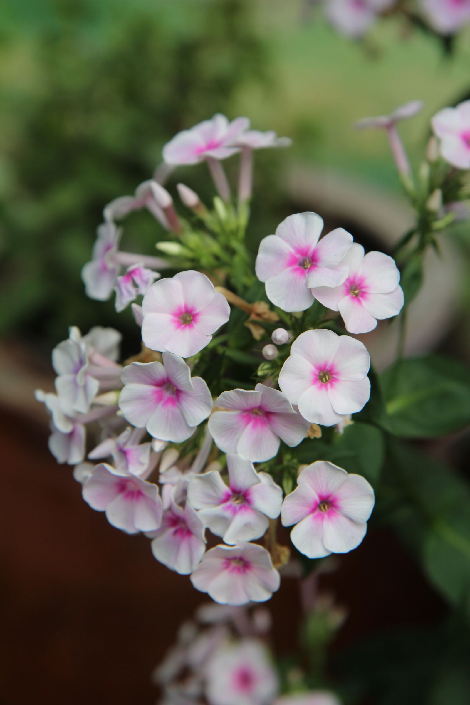 Canon EOS 600D (Rebel EOS T3i / EOS Kiss X5) sample photo. Flowering, flowers, garden photography