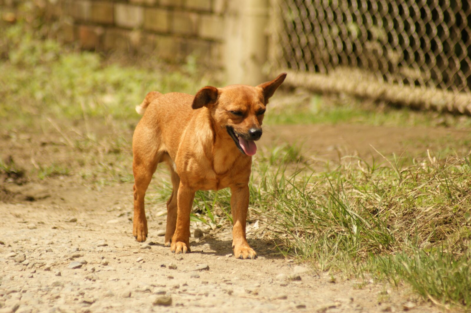 Sony Alpha DSLR-A390 sample photo. Fauna, ulloa, risaralda photography