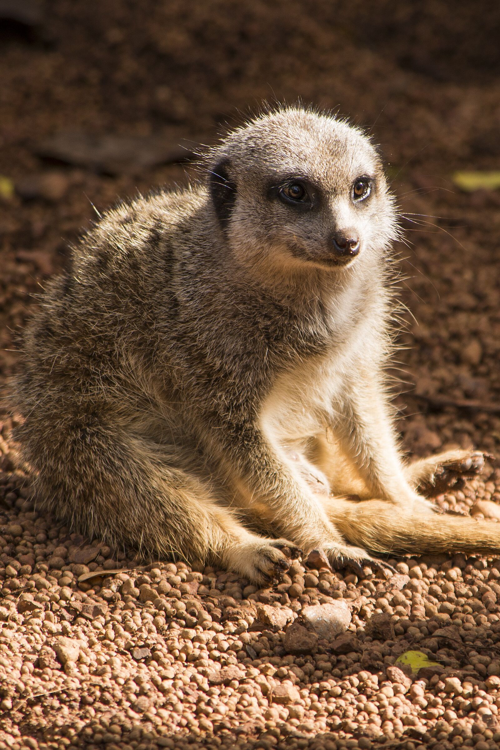 Nikon D800 sample photo. Meerkat, cute, nature photography