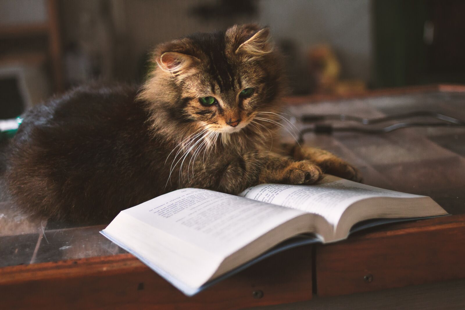 Canon EOS 60D + Canon EF 35mm F2 sample photo. Cat, cute kitten, book photography