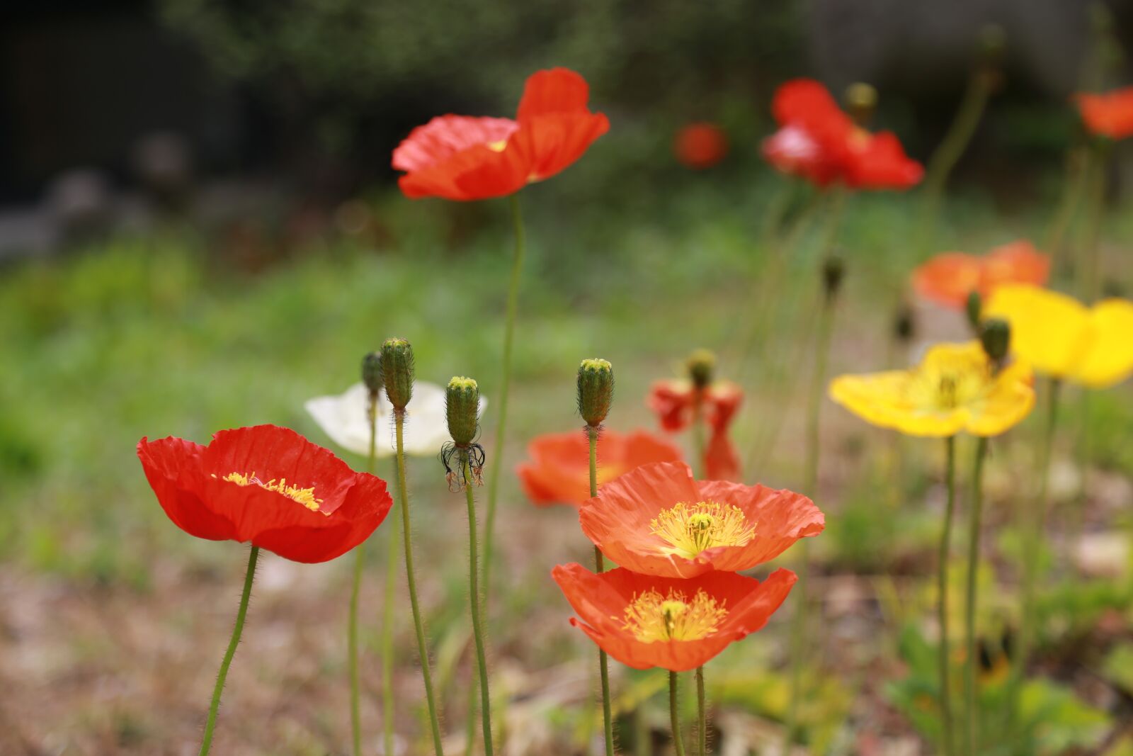 Canon EOS 6D + Canon EF 24-105mm F4L IS USM sample photo. Poppy, flowers, wildflower photography