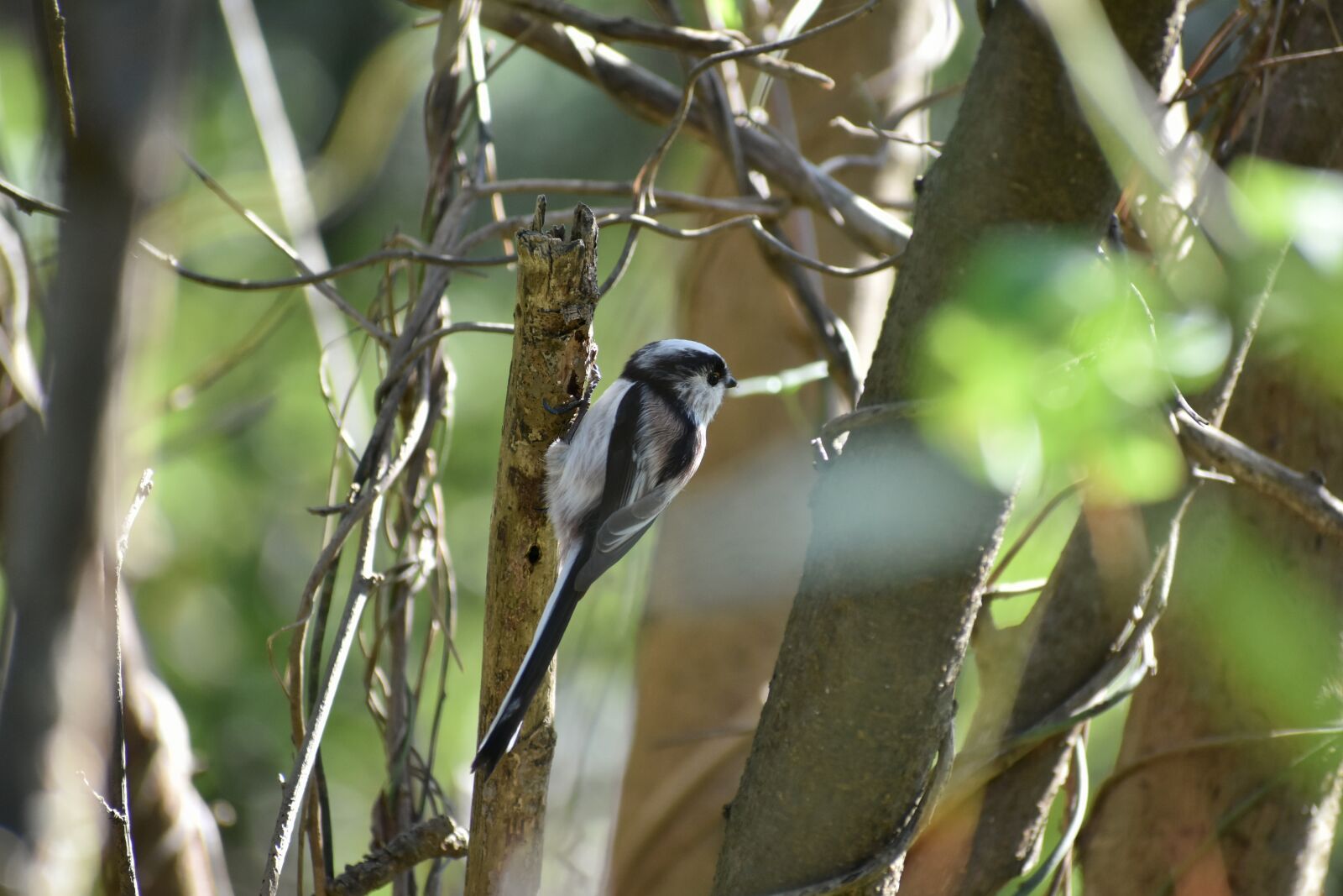 Nikon D7200 sample photo. Animal, forest, wood photography