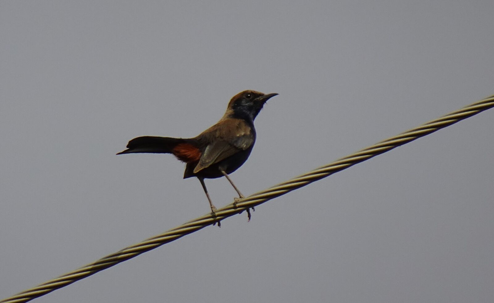 Sony DSC-WX800 sample photo. Bird, robin, indian robin photography