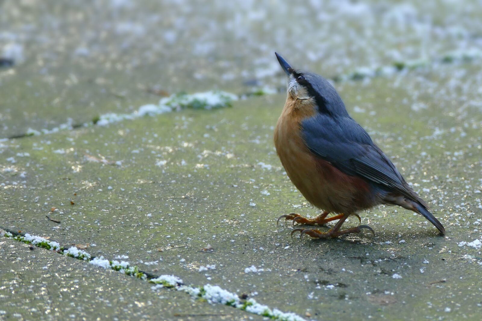 Panasonic Lumix DMC-FZ1000 sample photo. Nuthatch, nature, birds photography