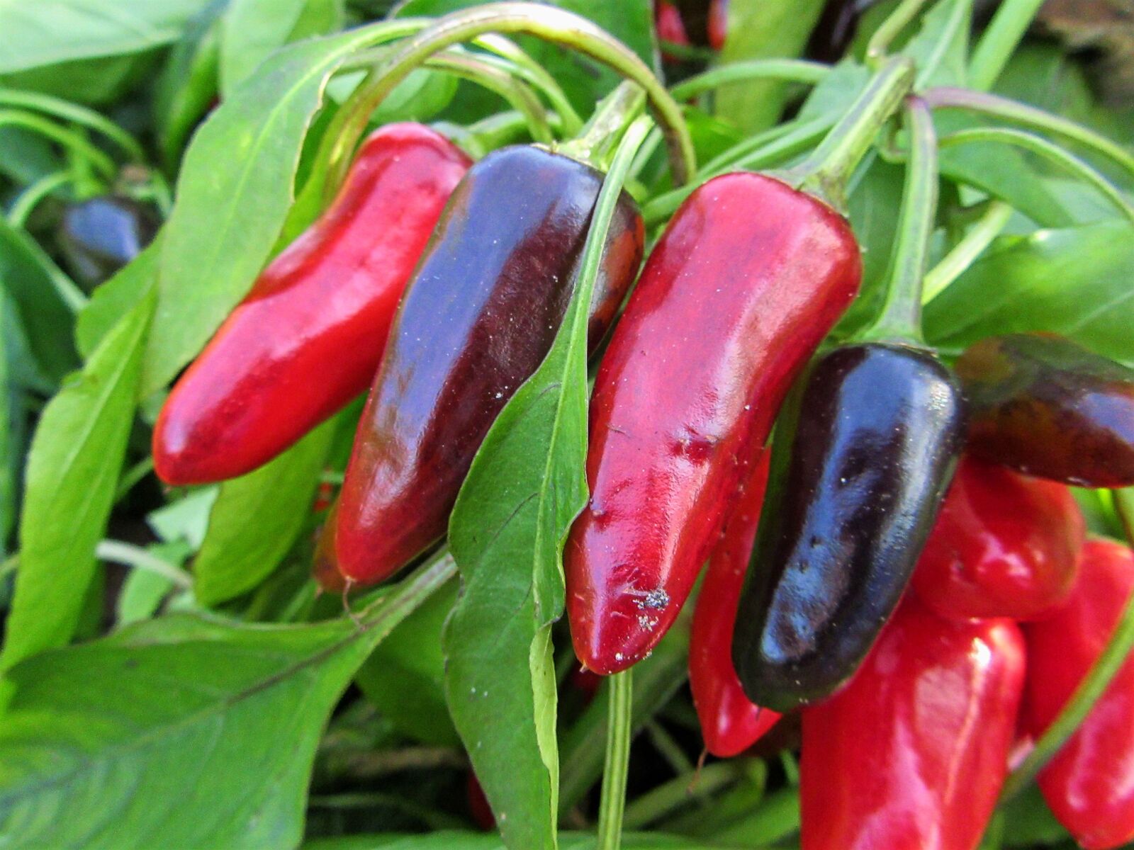 Canon PowerShot SX610 HS sample photo. Pepper, red pepper, grow photography