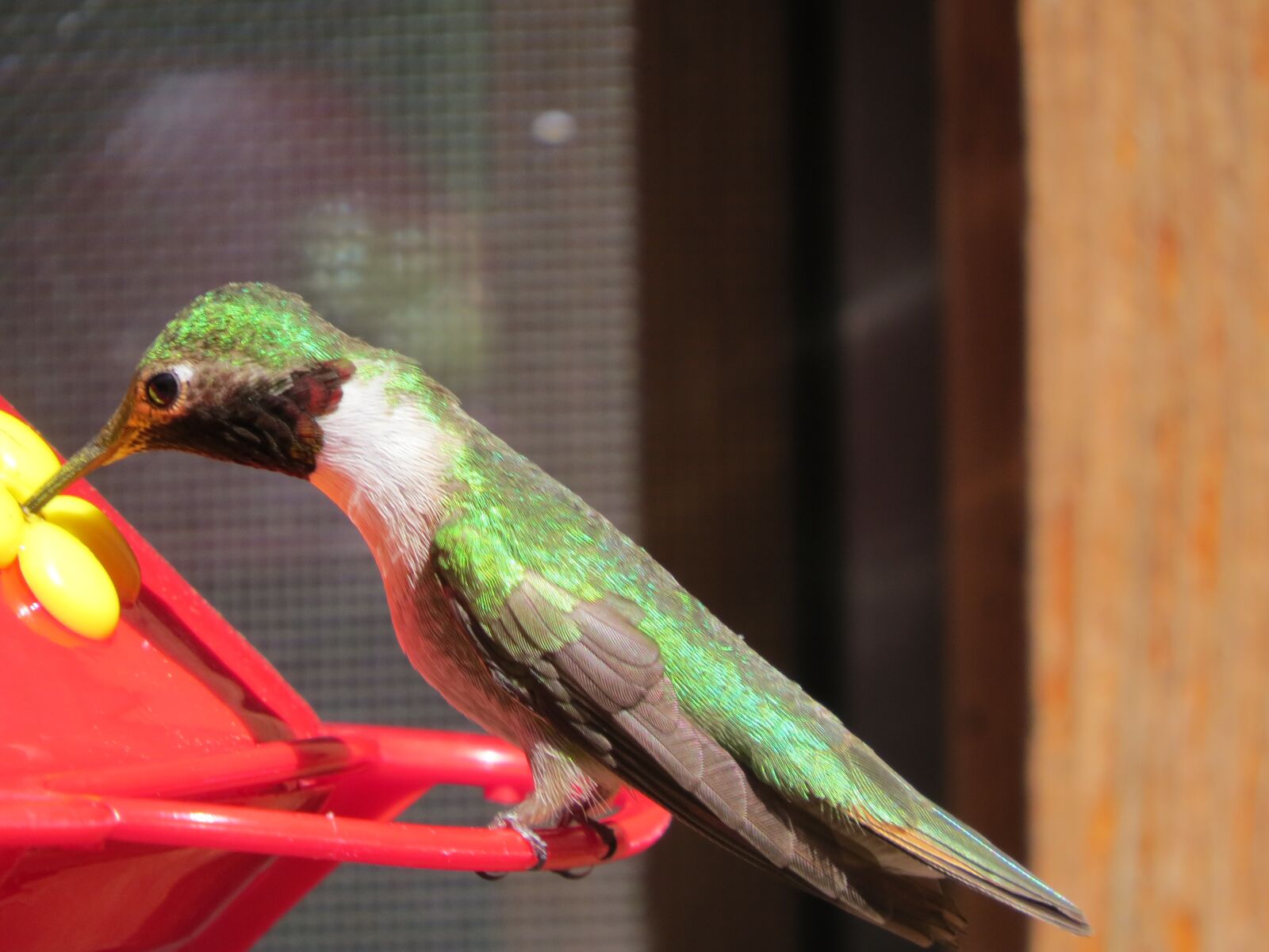Canon PowerShot SX50 HS sample photo. Hummingbird, beauty, peaceful photography
