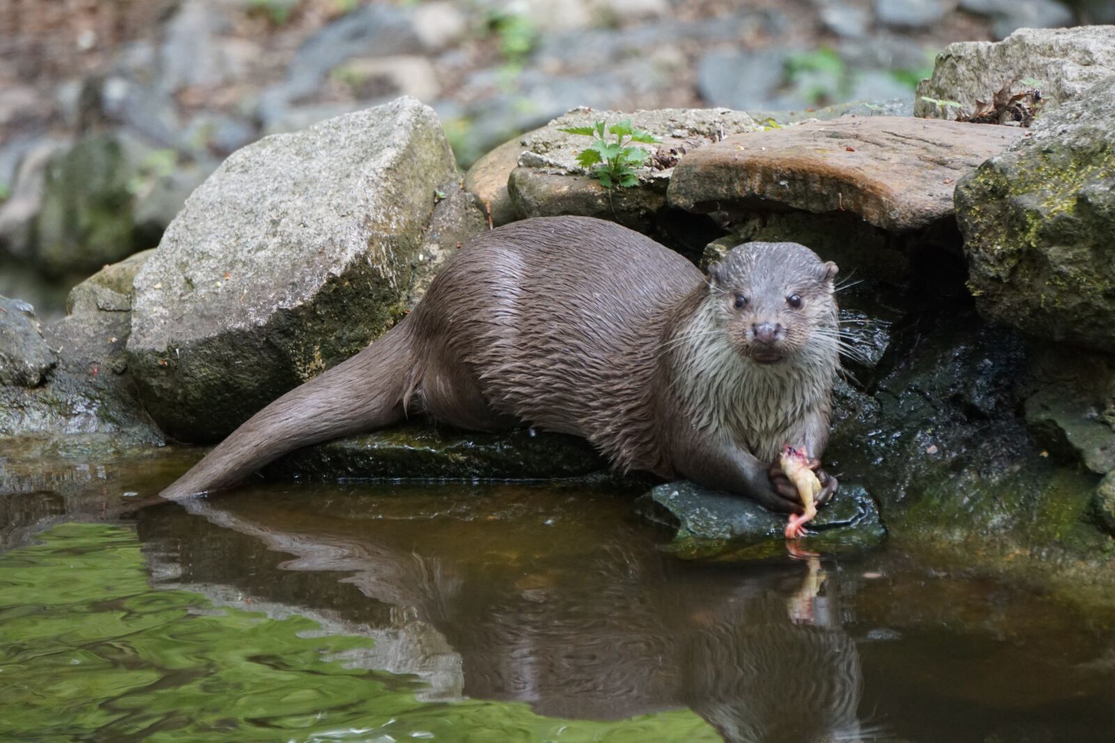 Sony a6000 sample photo. Otter, animal, nature photography