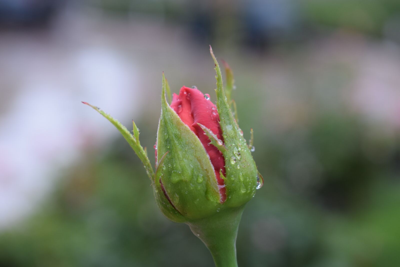 Nikon D3300 sample photo. Ros, bud, pink photography