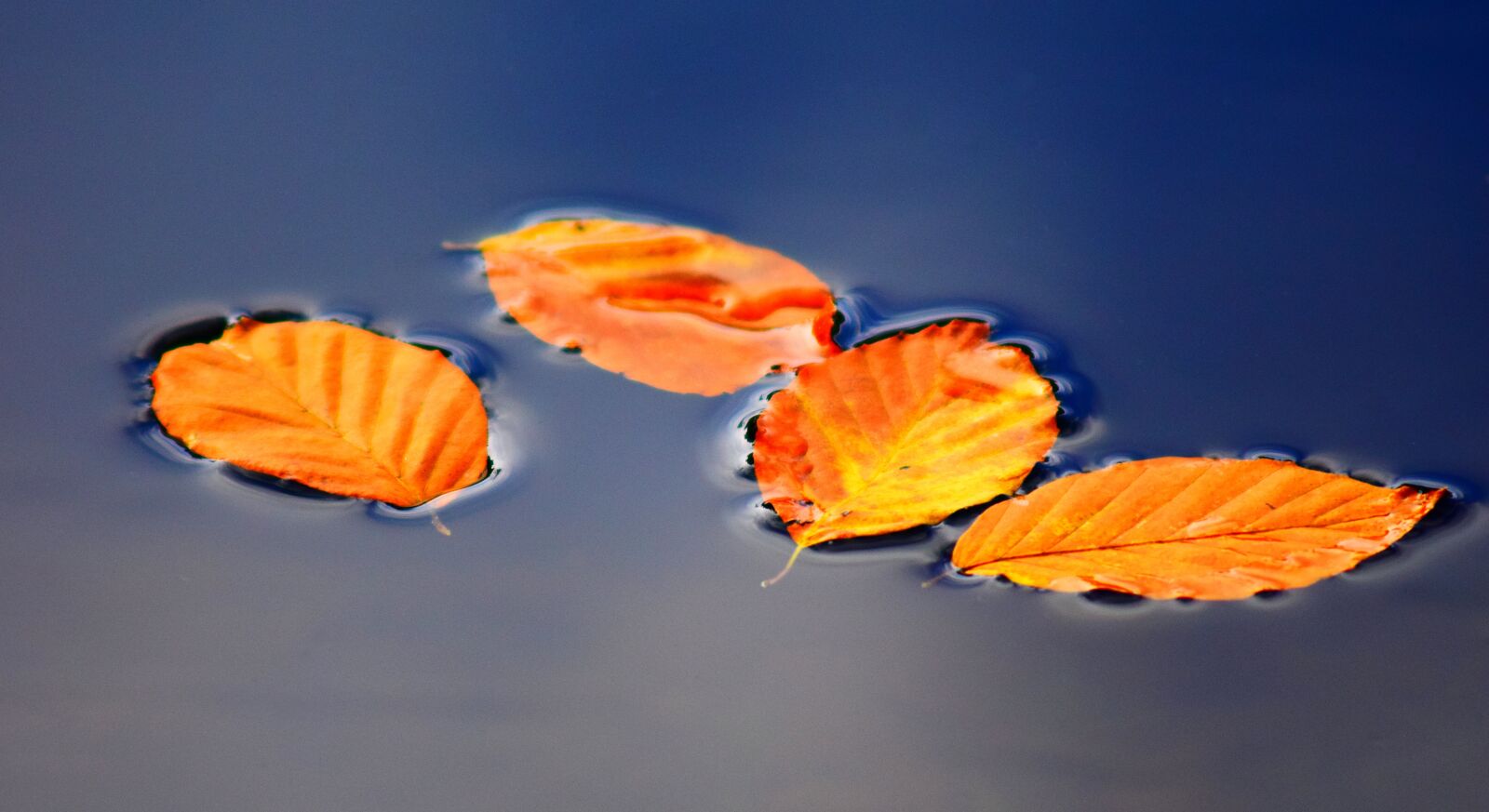 Nikon D3300 sample photo. Leaves, autumn, fall foliage photography