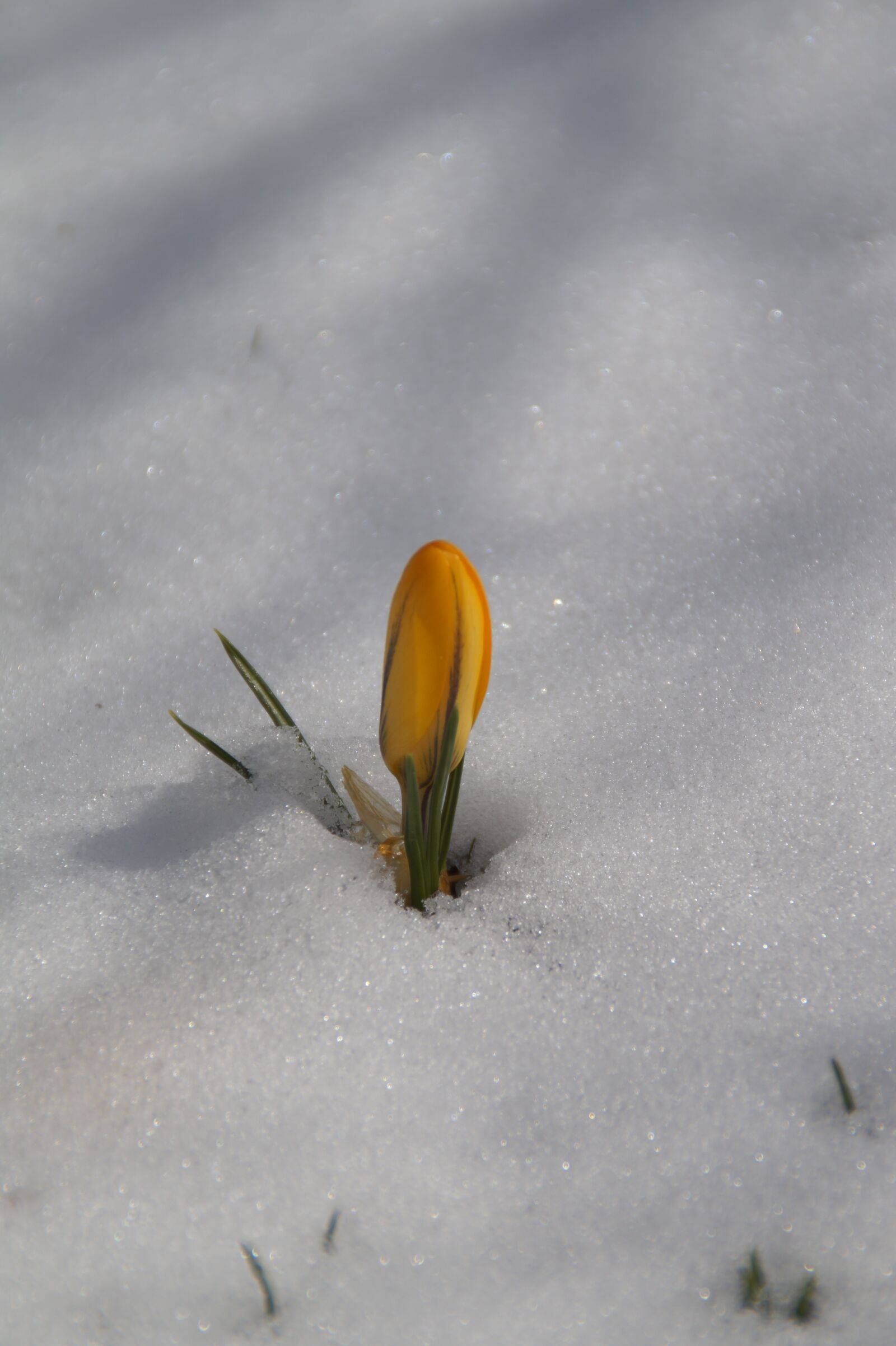 Sony SLT-A58 sample photo. Nature, a, flower photography