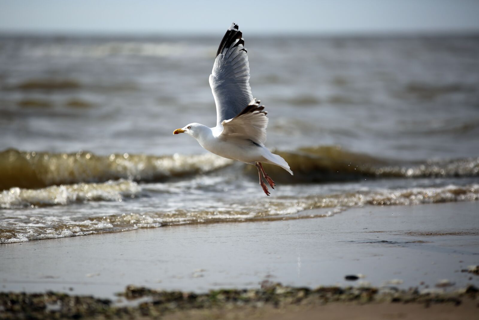 Canon EOS 5D Mark III sample photo. Seagull, bird, sea photography