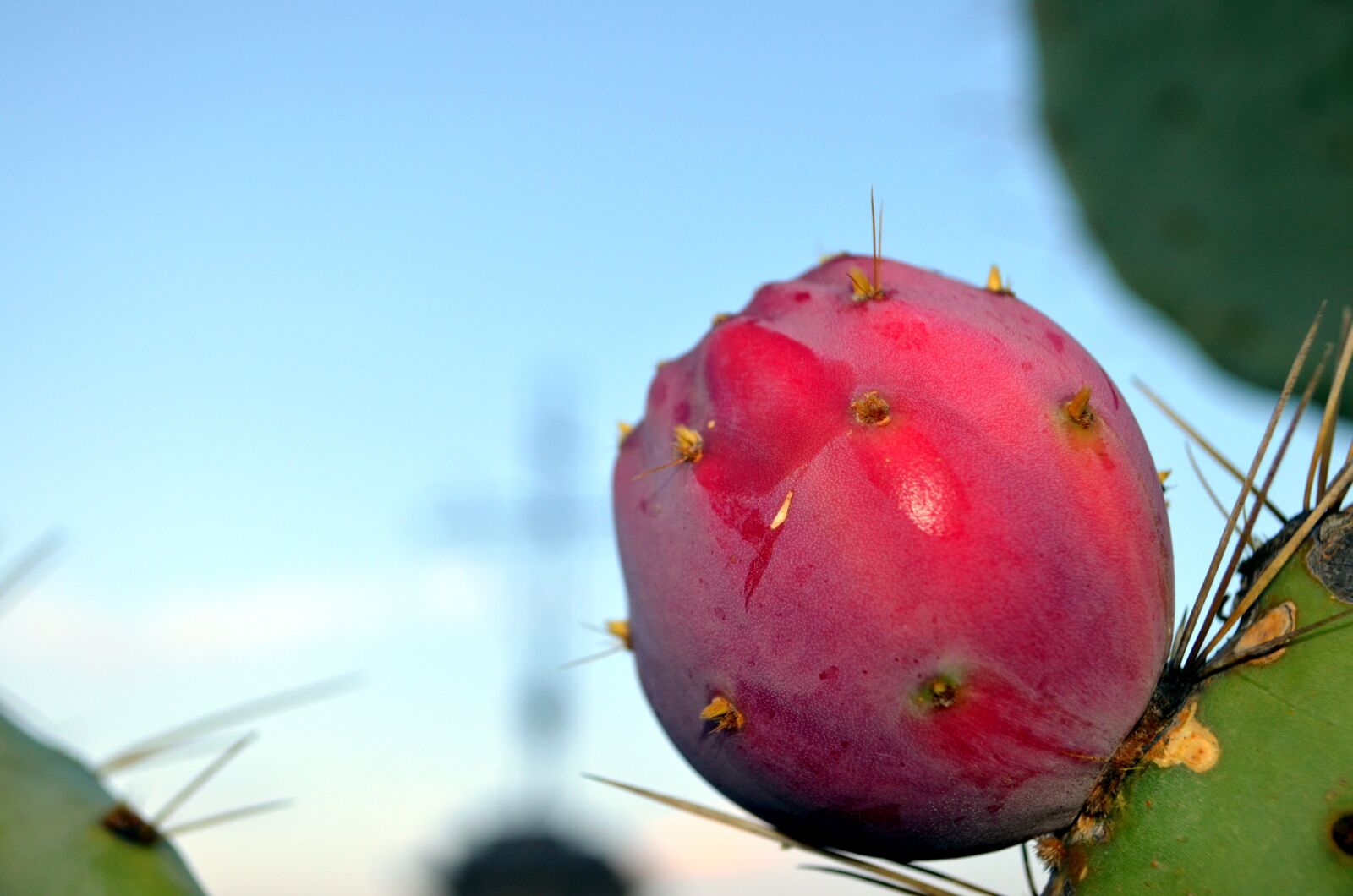 Nikon D5100 sample photo. Prickly pear, cross, salento photography