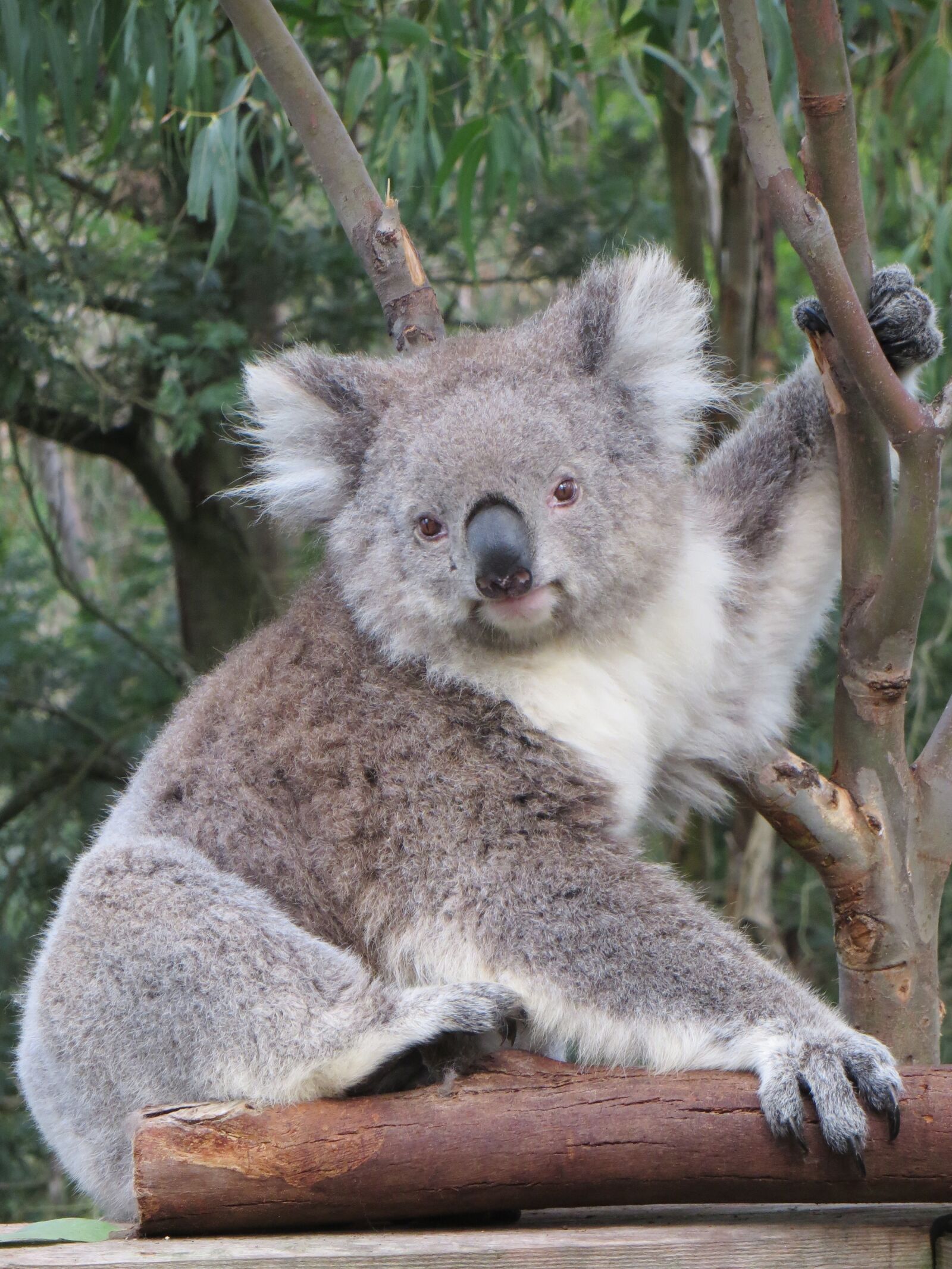 Canon PowerShot SX260 HS sample photo. Koala, australia, wildlife photography