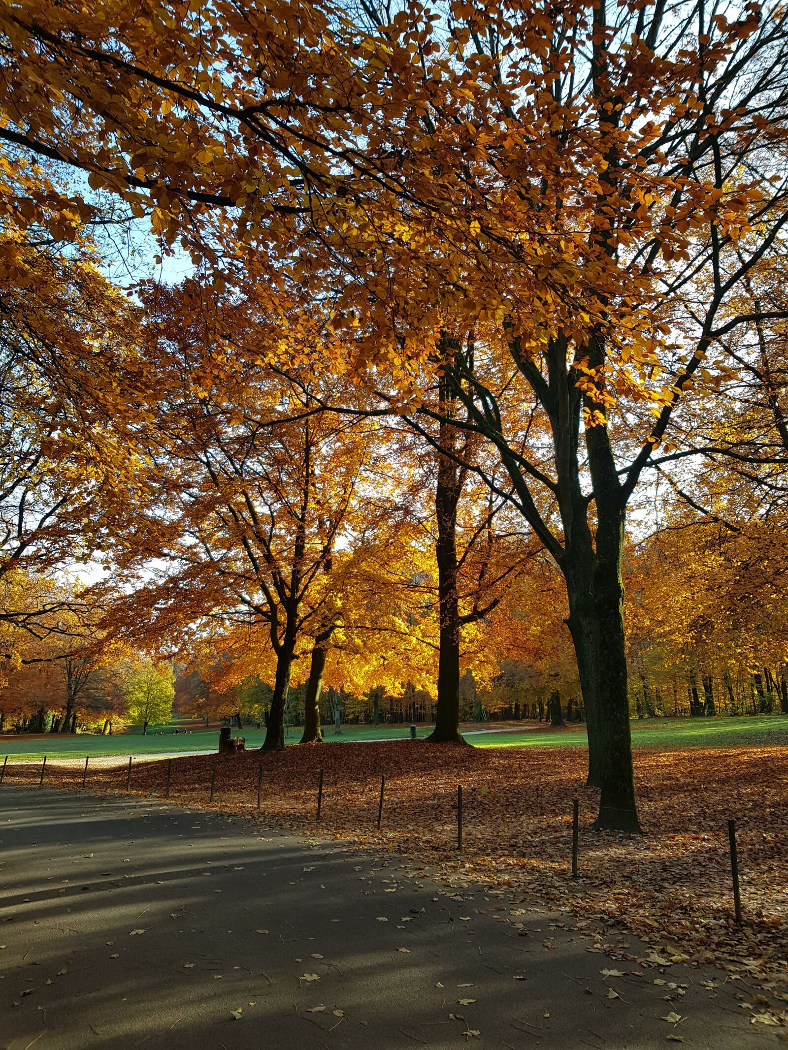 Samsung Galaxy S8 sample photo. Trees, autumn, forest photography