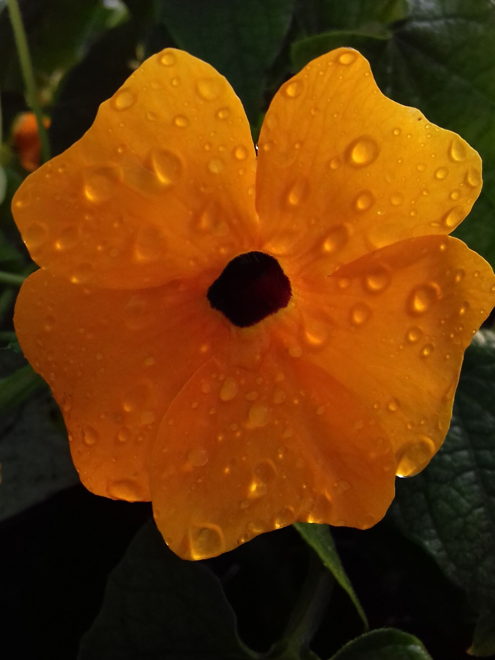 Samsung Galaxy J3(2016) sample photo. Flowers, flower, orange photography