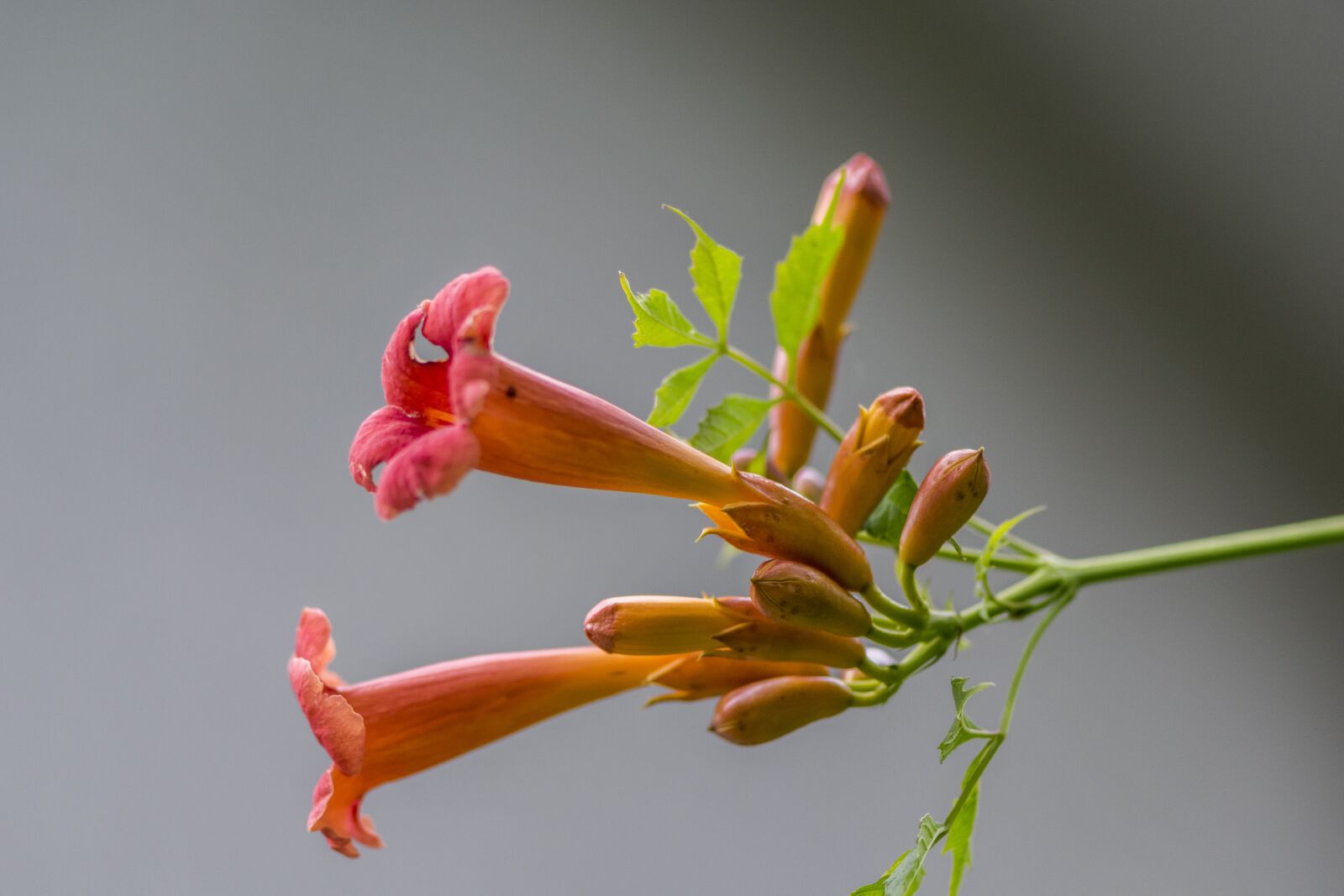 Nikon D5300 sample photo. Nature, flower, plant photography