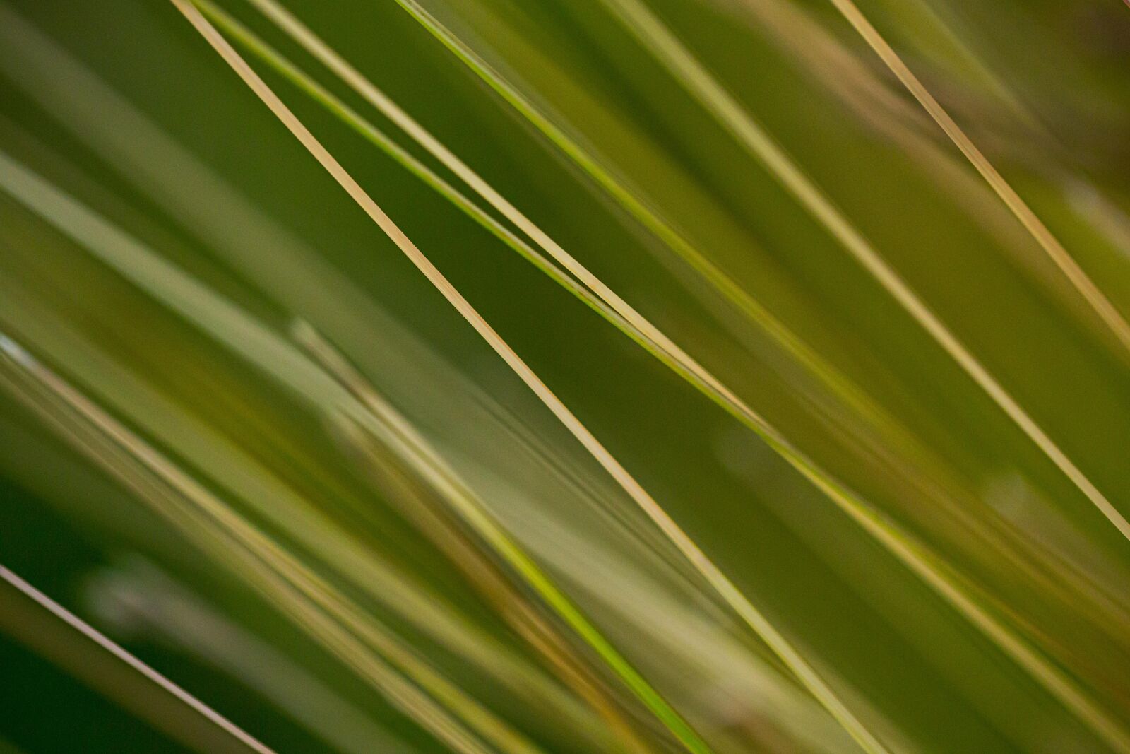 Canon EF 100mm F2.8L Macro IS USM sample photo. Grass, stems, plant photography