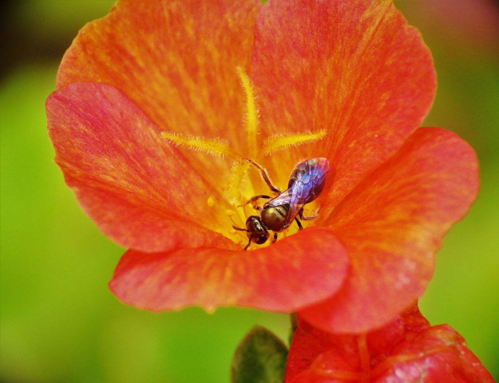 Canon PowerShot SX60 HS sample photo. Insect, tiny bee, rust photography