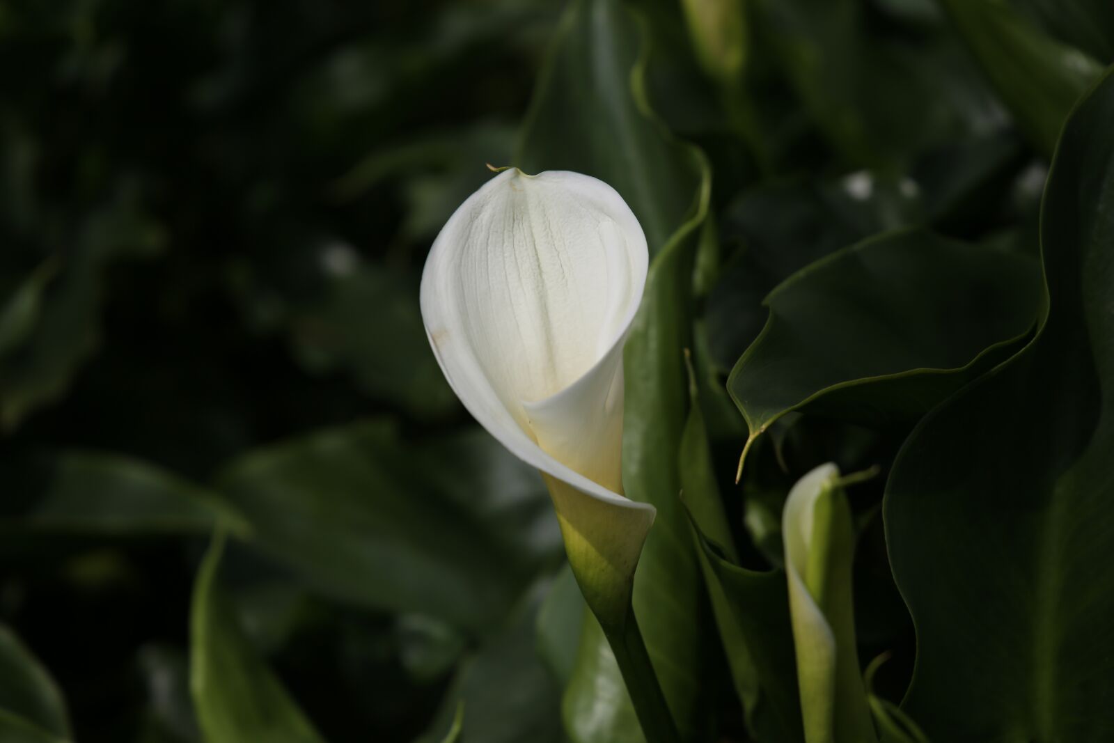 Canon EF 24-105mm F3.5-5.6 IS STM sample photo. Calla, flowers, bamboo lake photography