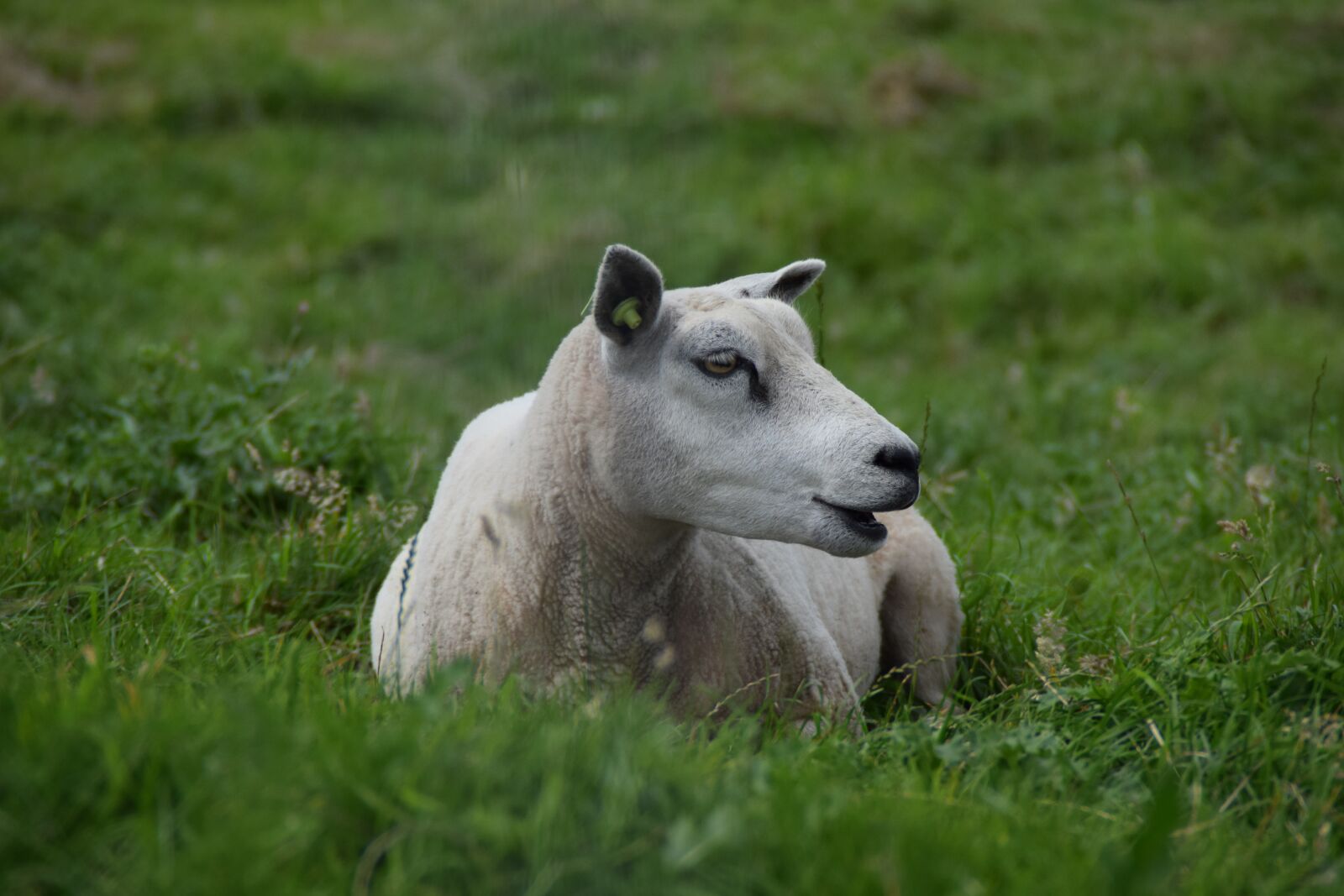Nikon D3300 sample photo. White, sheep, wool photography