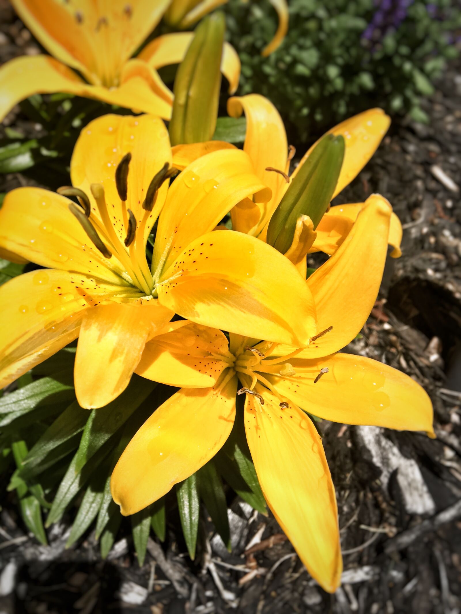 Apple iPhone 6s sample photo. Yellow flowers, yellow, flowers photography