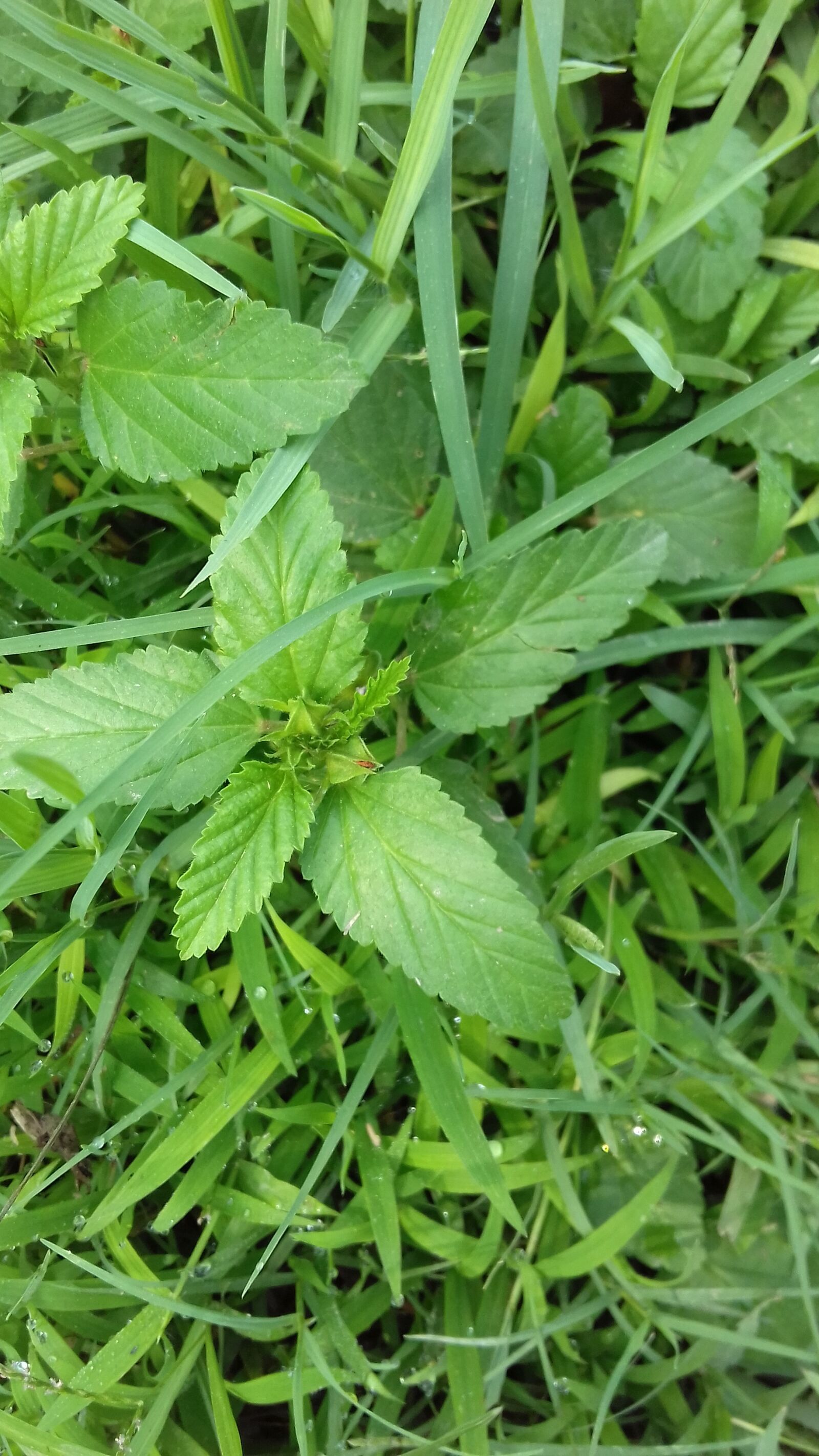 Samsung Galaxy J3(2016) sample photo. Green grass, grass, leaves photography
