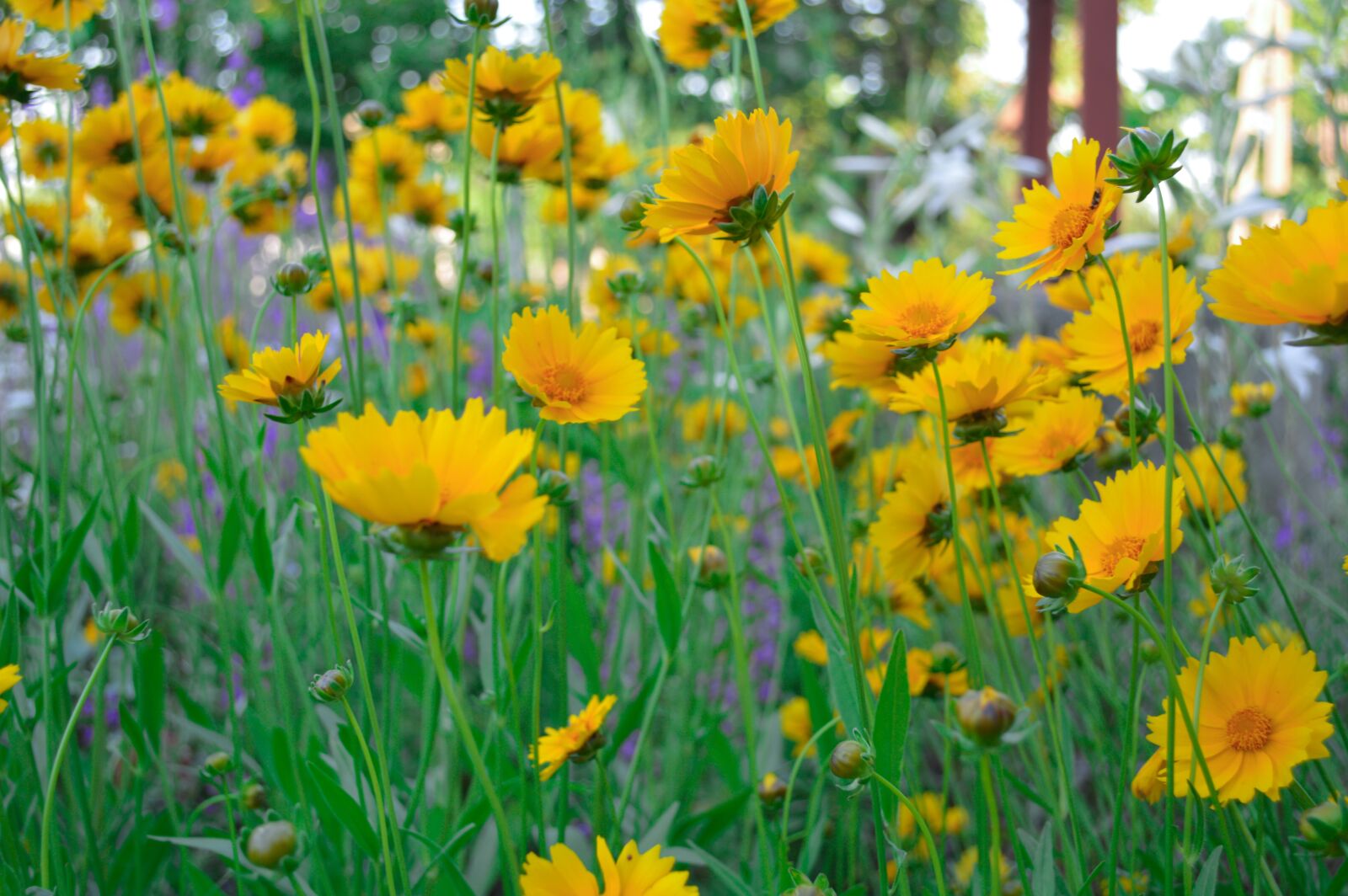 Nikon D3200 sample photo. Spring, flowers, garden photography