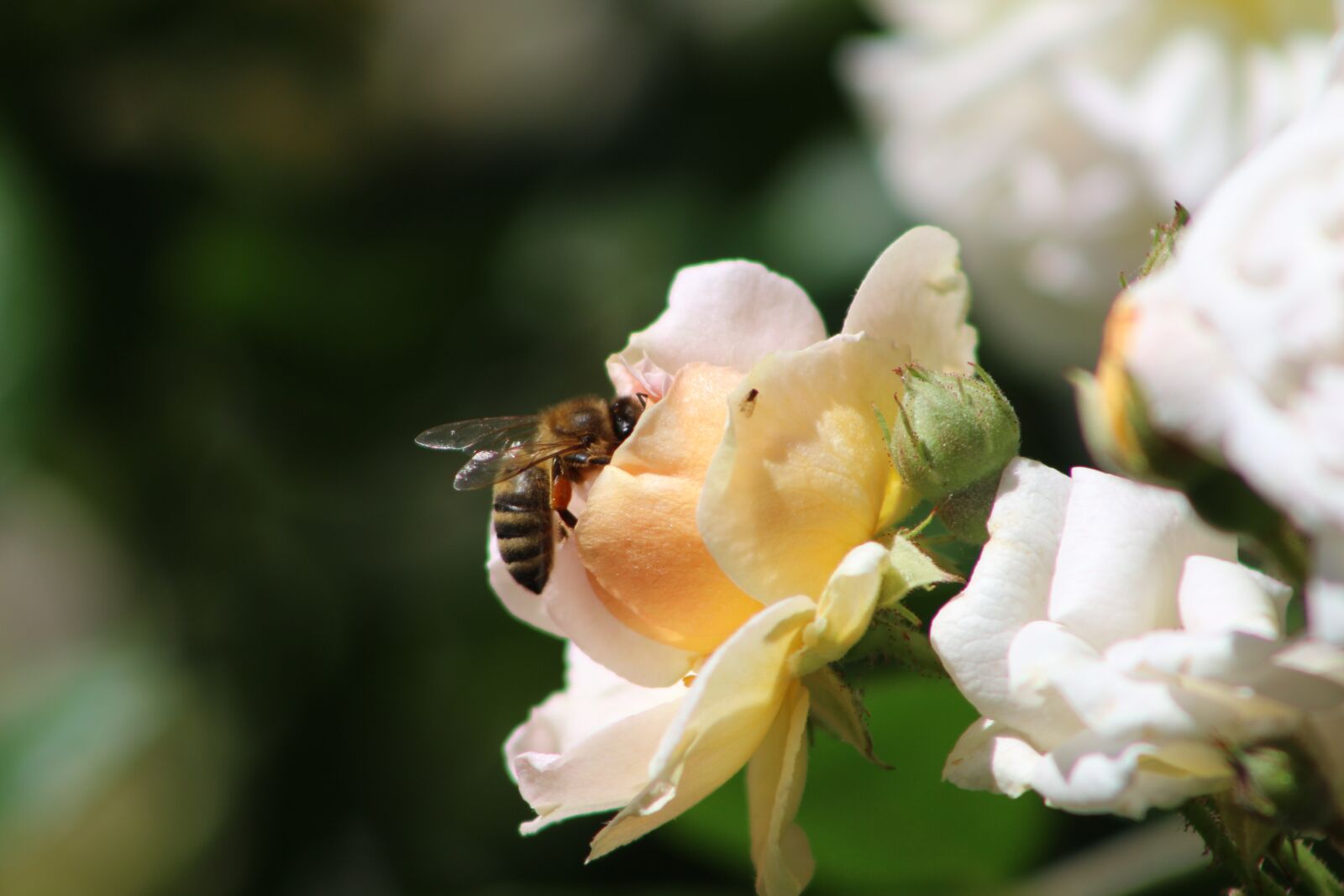 Canon EOS 700D (EOS Rebel T5i / EOS Kiss X7i) sample photo. Bee, rose, flower photography
