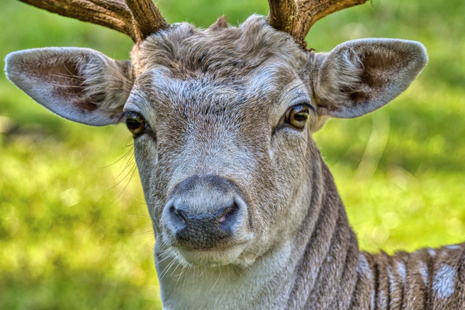 Nikon D7500 sample photo. Fallow deer, deer, animal photography