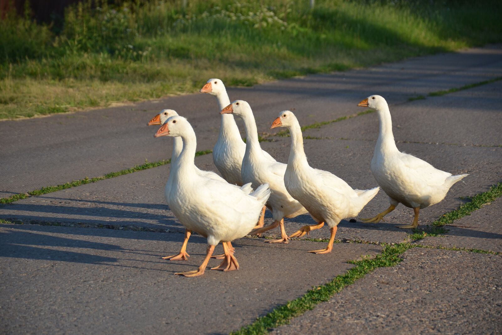 Nikon D3100 sample photo. Geese, bird, nature photography
