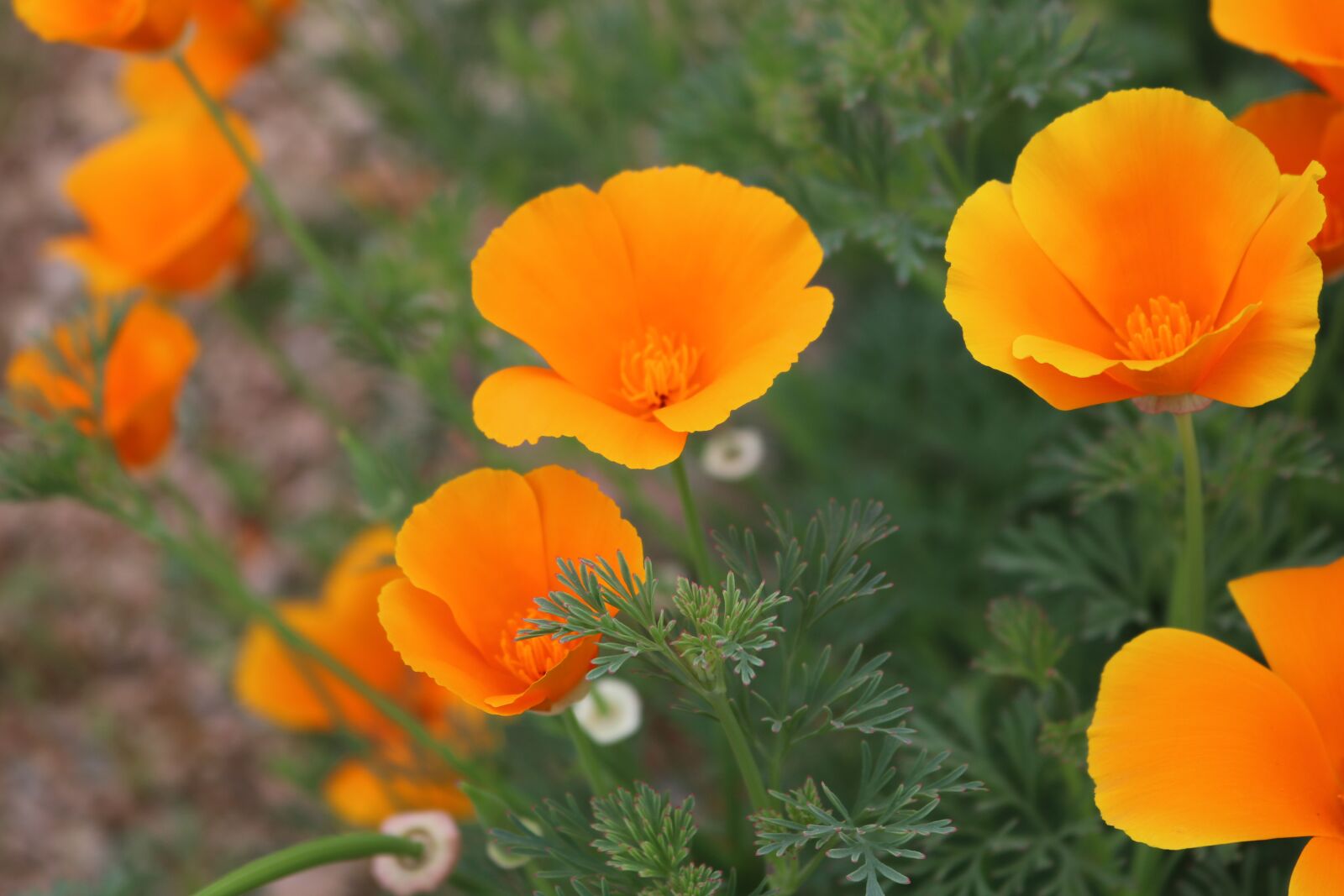 Canon EOS 750D (EOS Rebel T6i / EOS Kiss X8i) sample photo. Flowers, poppies, poppy photography