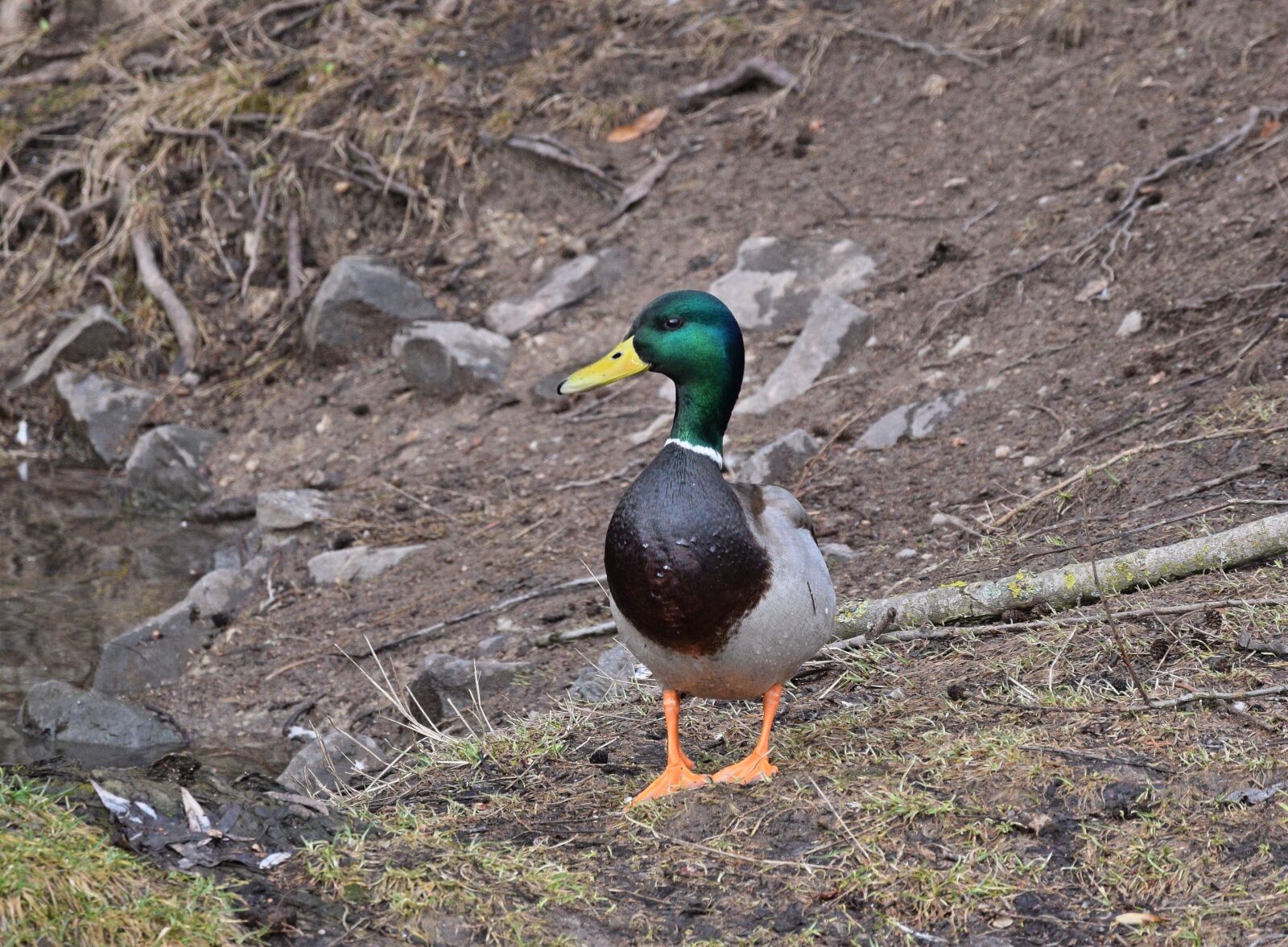 Nikon D3300 sample photo. Duck, pond, colorful photography