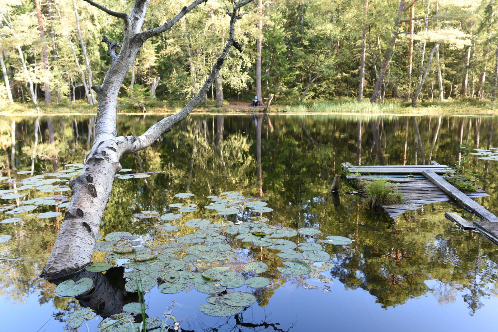 Nikon D750 sample photo. Pond in the middle photography