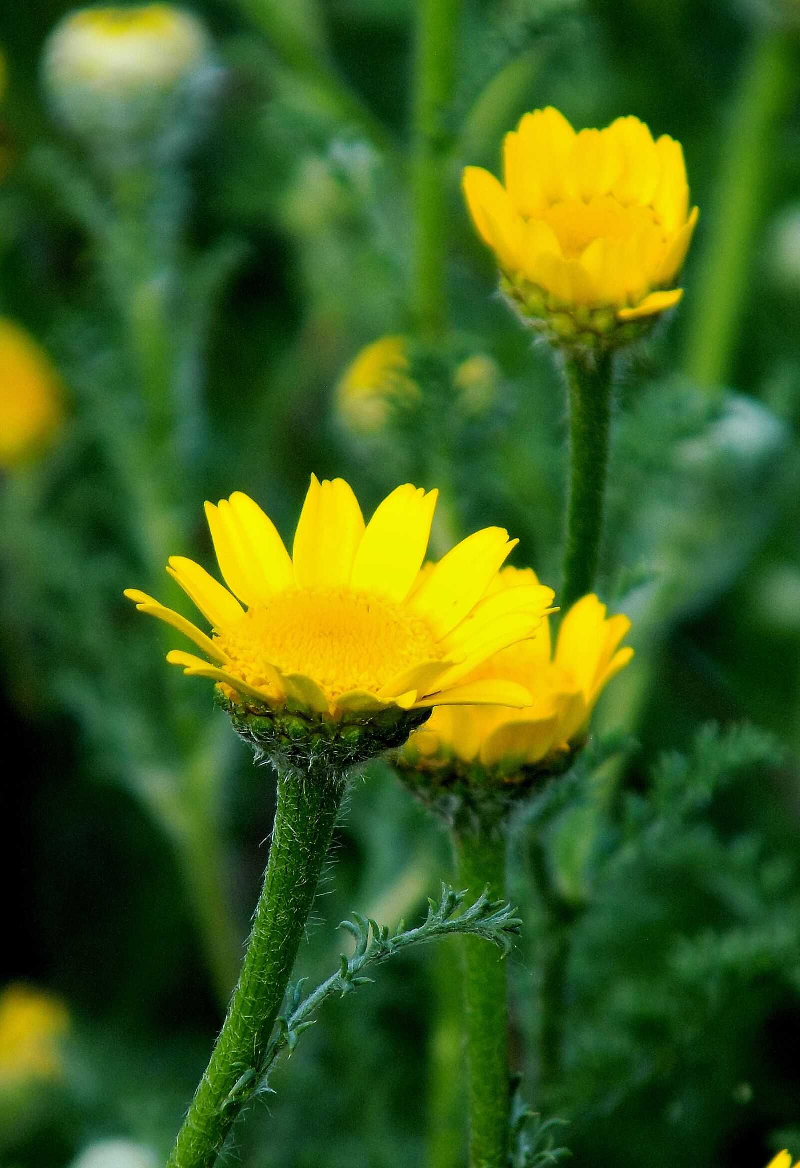 Nikon COOLPIX L330 sample photo. Nature, flower, plant photography
