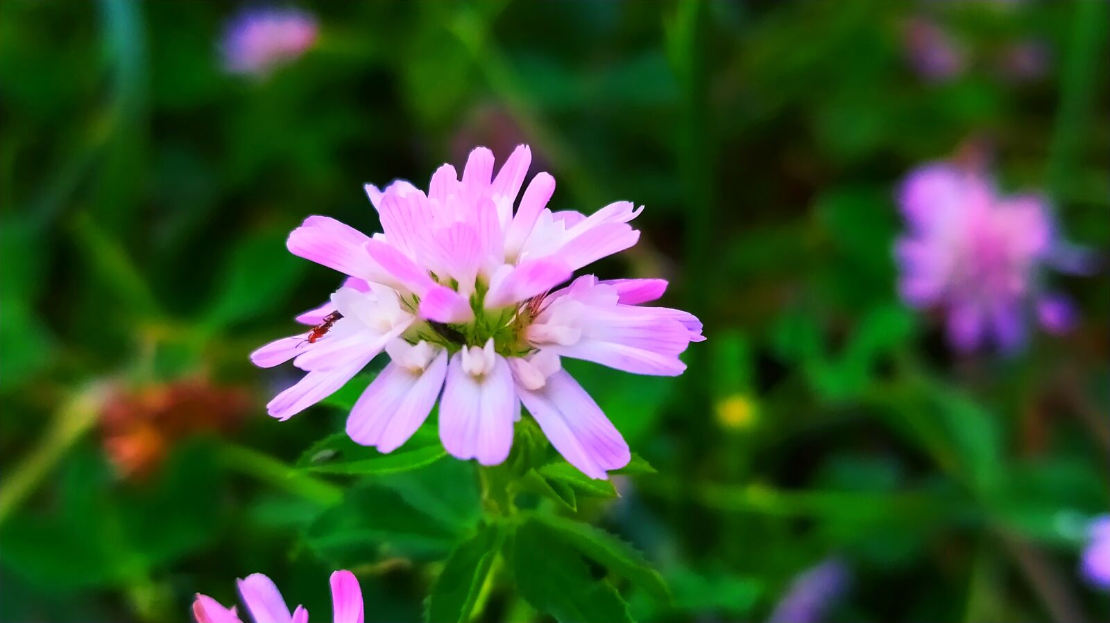Xiaomi Redmi Note 8 sample photo. Rose, flower, nature photography