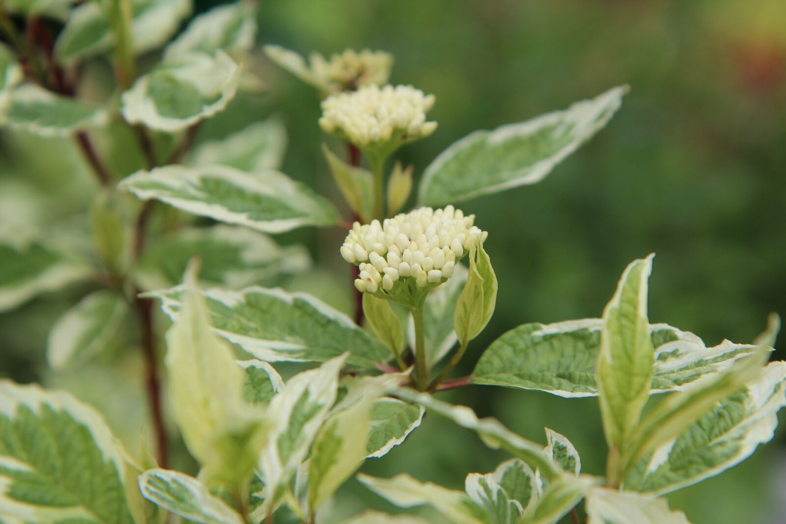 Canon EOS 600D (Rebel EOS T3i / EOS Kiss X5) sample photo. Dogwood-variegated, dogwood, flowers of photography
