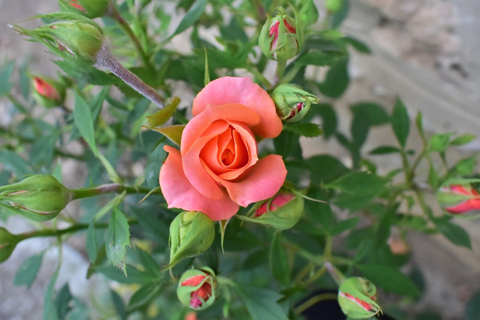 Nikon D7200 sample photo. Rose, flower, nature photography