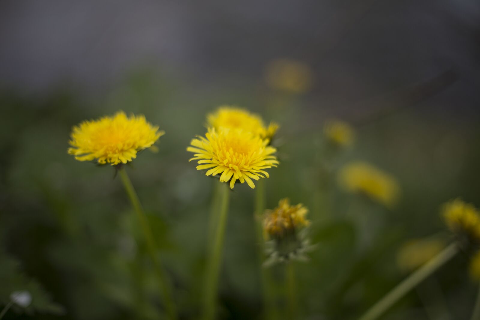 Canon EOS 6D + Canon EF 50mm F1.4 USM sample photo. Dandelion, flowers photography
