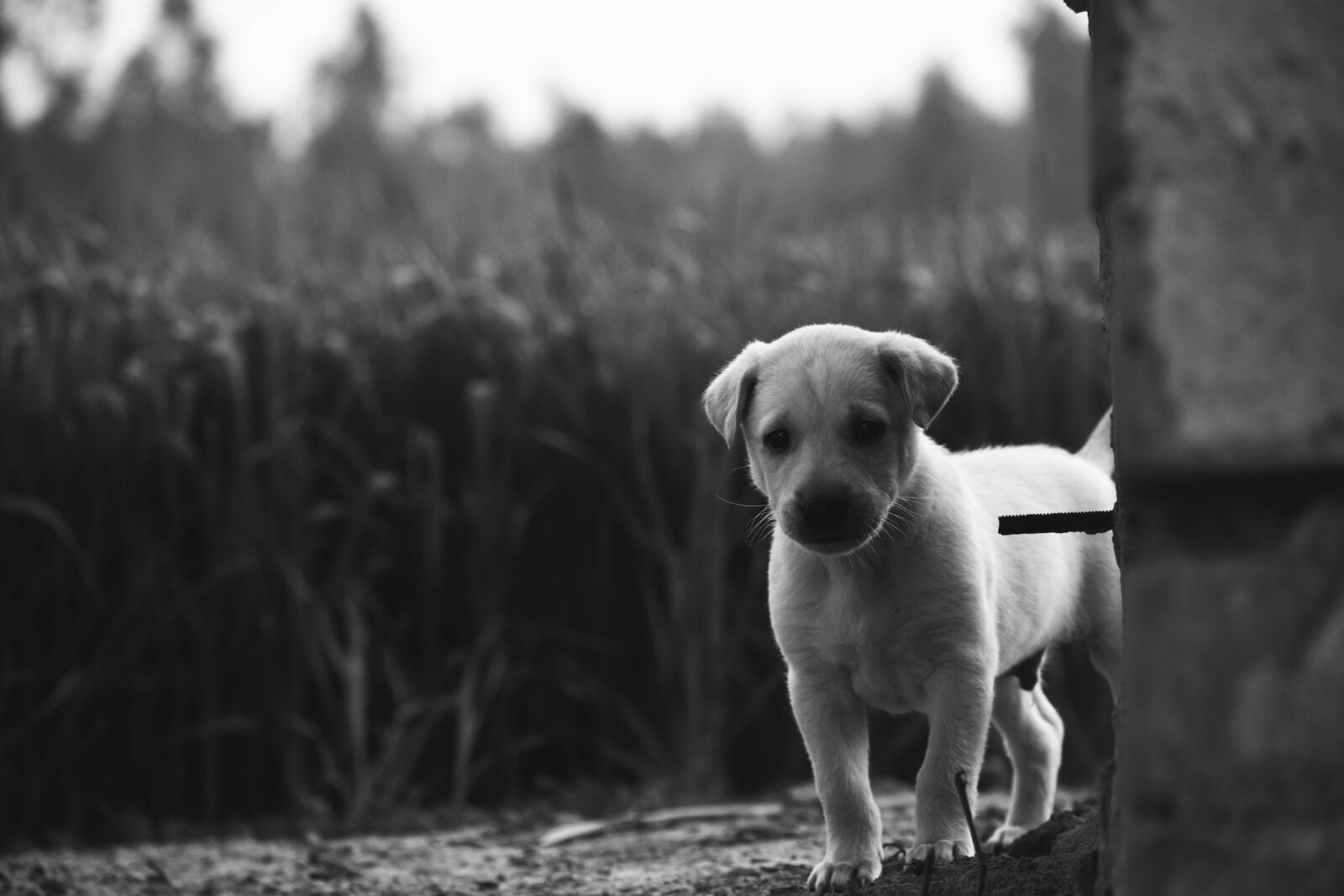 Nikon D5500 sample photo. Dog, canine, mammal photography