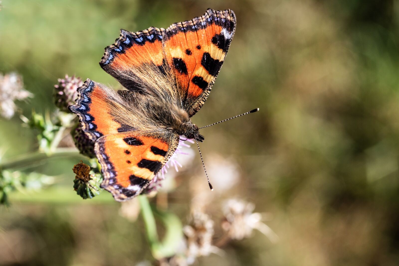 Canon EOS 750D (EOS Rebel T6i / EOS Kiss X8i) sample photo. Butterfly, little fox, nymphalis photography