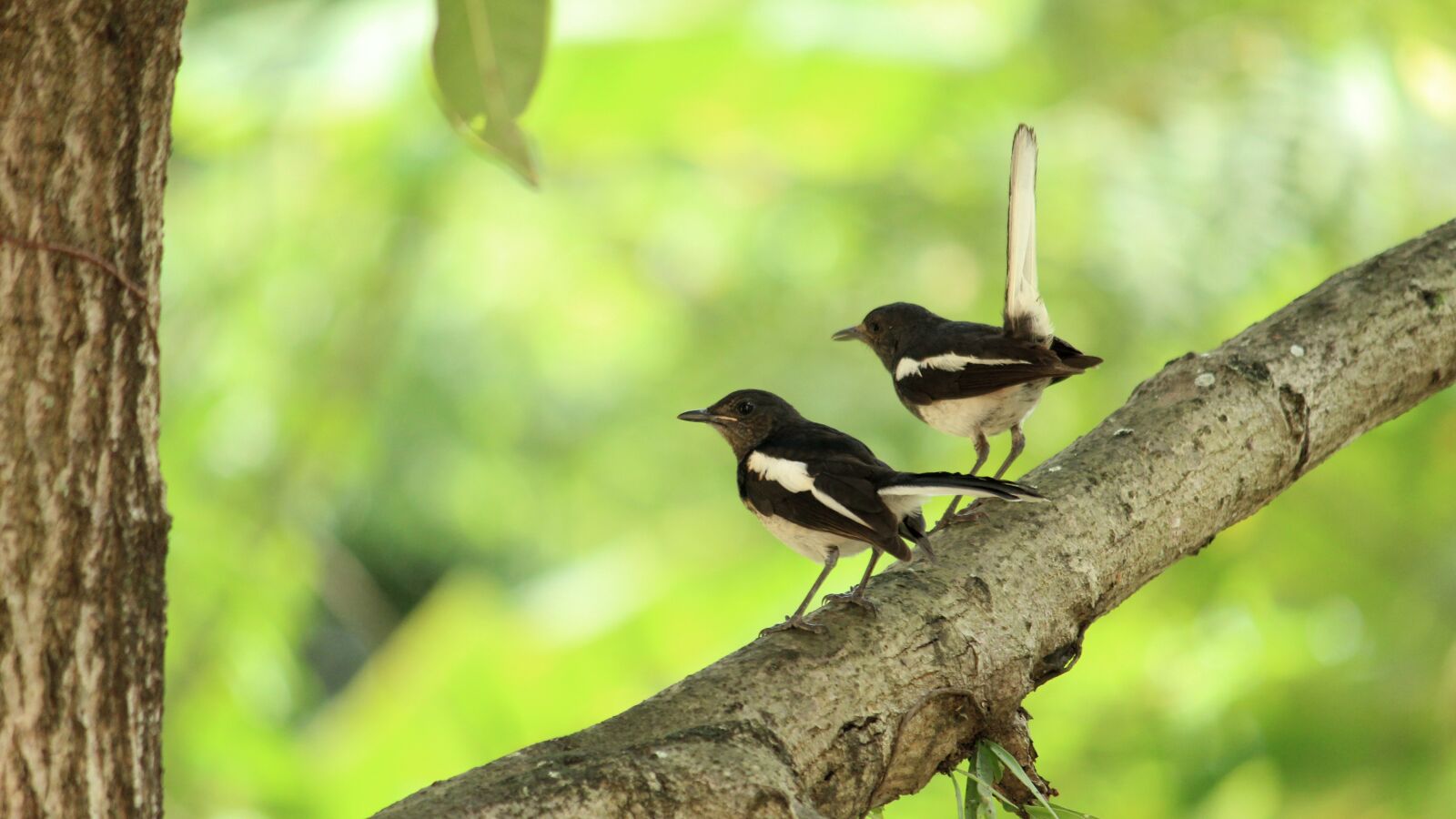 Canon EOS 1300D (EOS Rebel T6 / EOS Kiss X80) sample photo. Kerala, india, bird photography