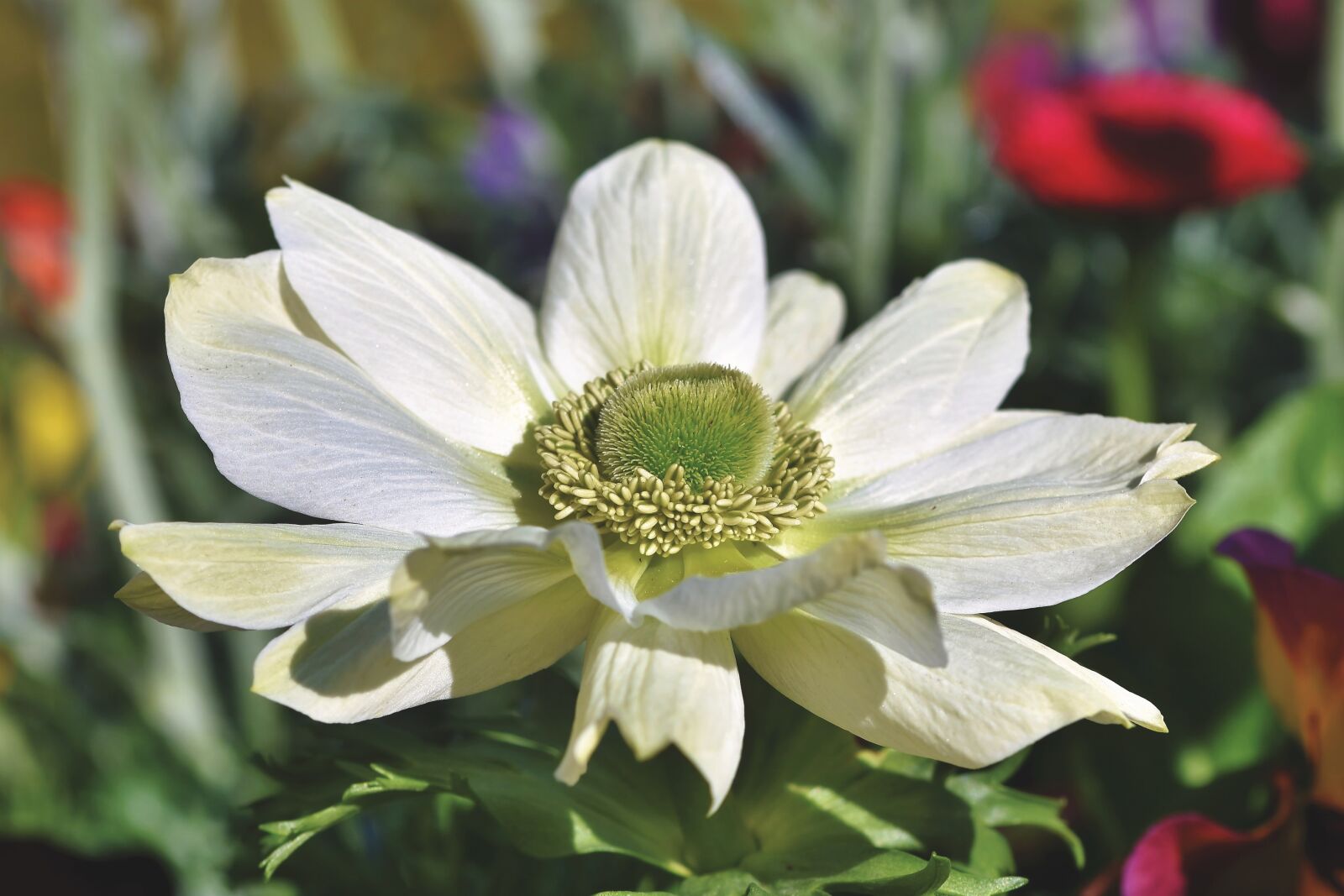 Nikon D7200 sample photo. Anemone, blossom, bloom photography