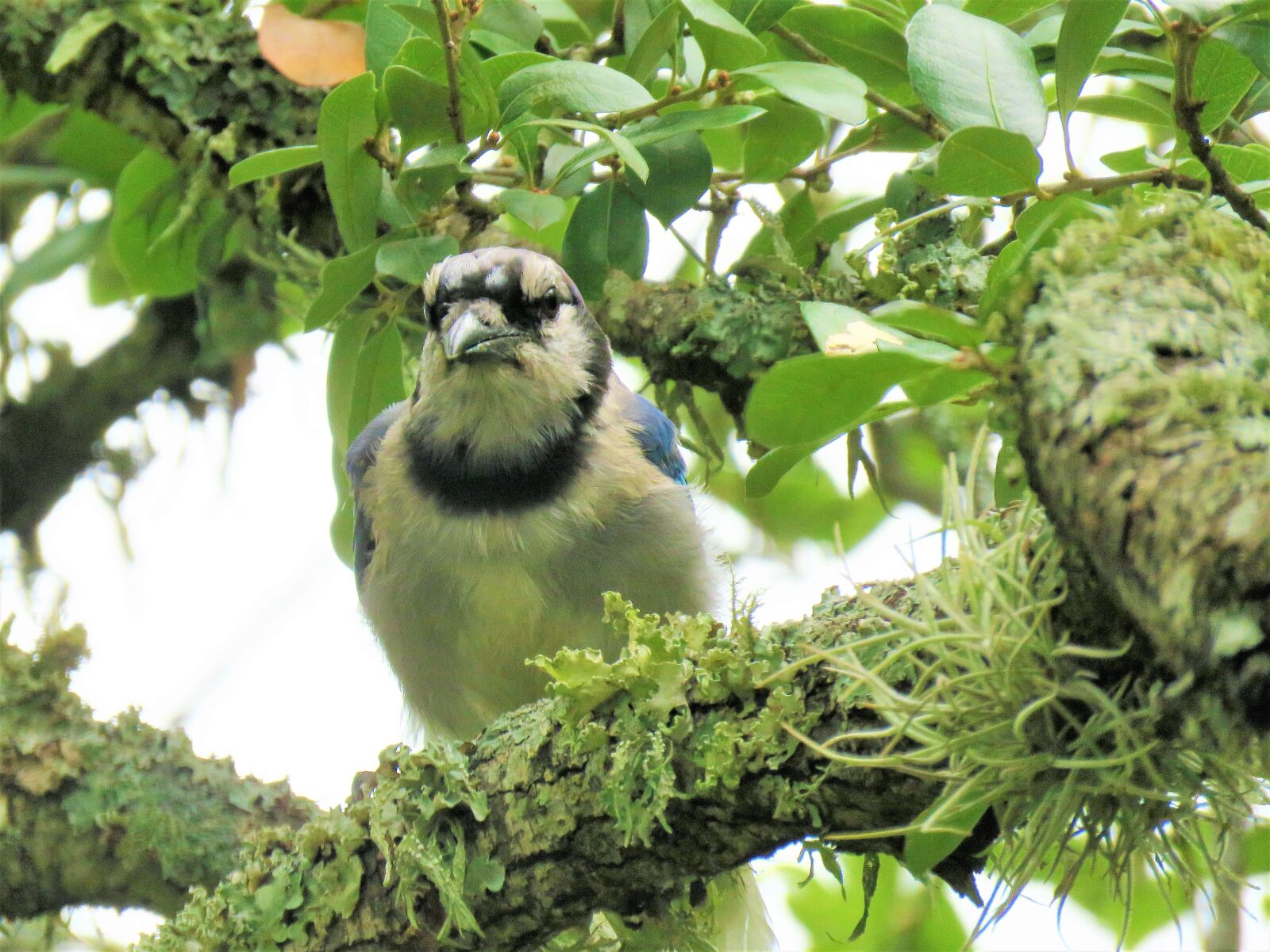 Canon PowerShot SX60 HS sample photo. Bird, blue jay, tree photography