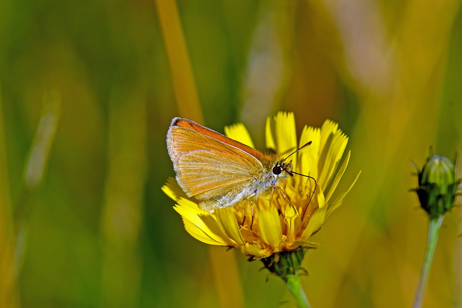 Nikon D750 sample photo. Braunkolbiger, skipper butterflies, skipper photography
