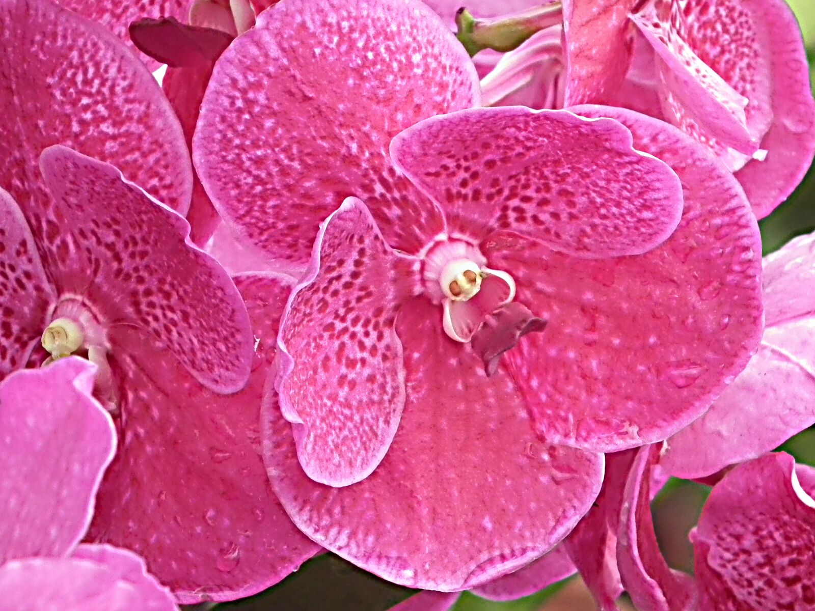 FujiFilm FinePix HS10 (FinePix HS11) sample photo. Purple orchids, orchid garden photography