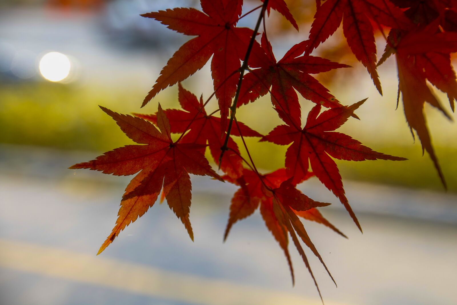 Canon EOS 70D sample photo. Autumn leaves, autumn, leaves photography