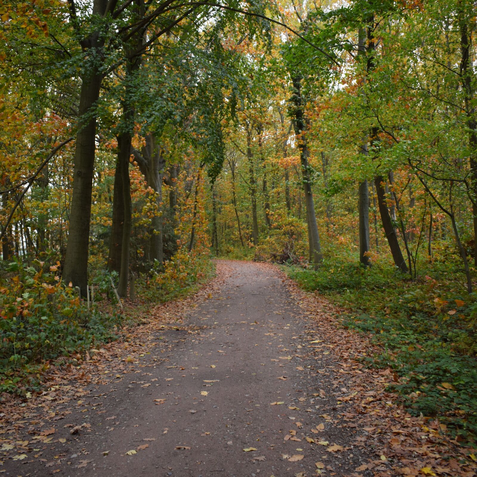 Nikon D5300 sample photo. Landscape, autumn, road photography