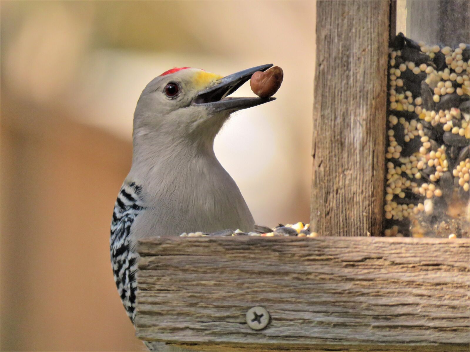 Canon PowerShot SX60 HS sample photo. Bird, woodpecker, funny photography